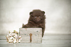 Pomeranian Puppy