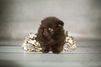 Pomeranian Puppy