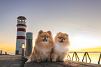 Pomeranians