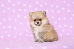 Pomeranian Puppy