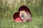 Pomeranian Puppy