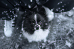 black-and-white Dwarf Spitz