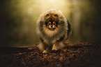 Pomeranian