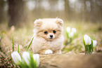 Pomeranian Puppy