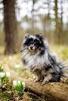 young Pomeranian