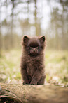 Pomeranian Puppy