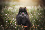 Pomeranian