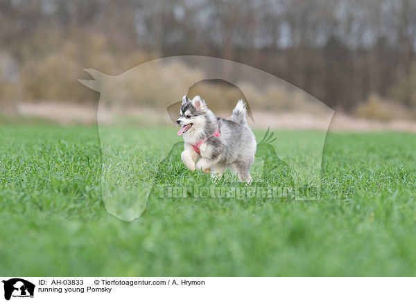 rennender junger Pomsky / running young Pomsky / AH-03833