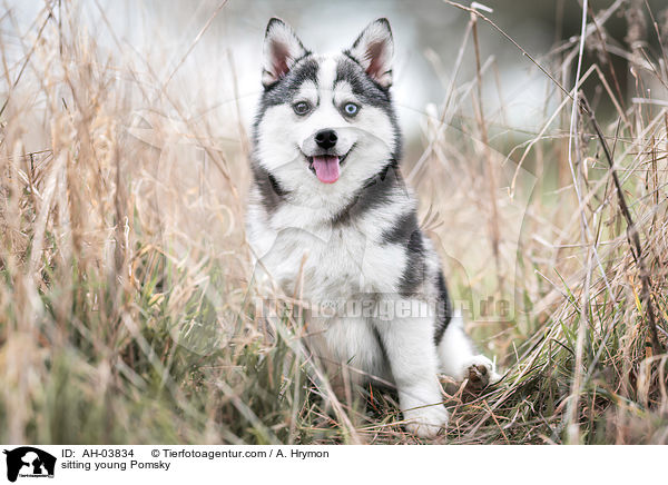 sitzender junger Pomsky / sitting young Pomsky / AH-03834