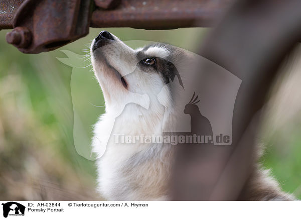 Pomsky Portrait / Pomsky Portrait / AH-03844