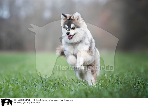 rennender junger Pomsky / running young Pomsky / AH-03848