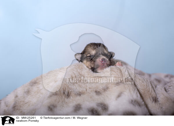 neugeborener Pomsky / newborn Pomsky / MW-25261