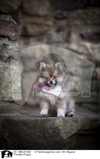 Pomsky Welpe / Pomsky Puppy / MW-27464