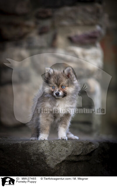 Pomsky Welpe / Pomsky Puppy / MW-27465