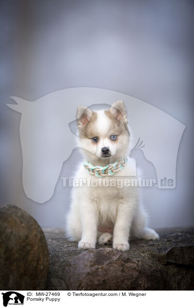 Pomsky Welpe / Pomsky Puppy / MW-27469