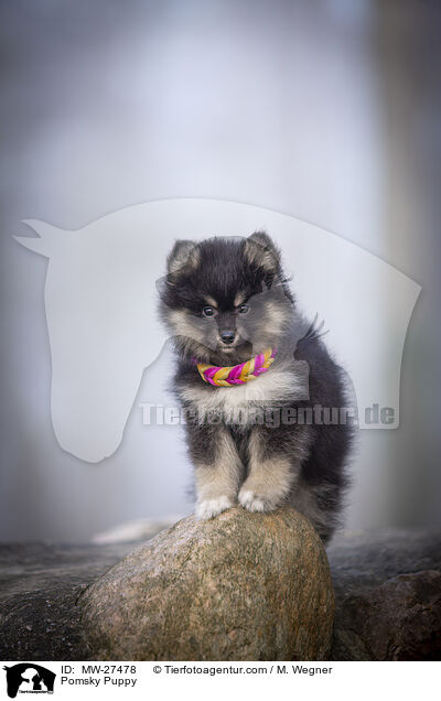 Pomsky Welpe / Pomsky Puppy / MW-27478