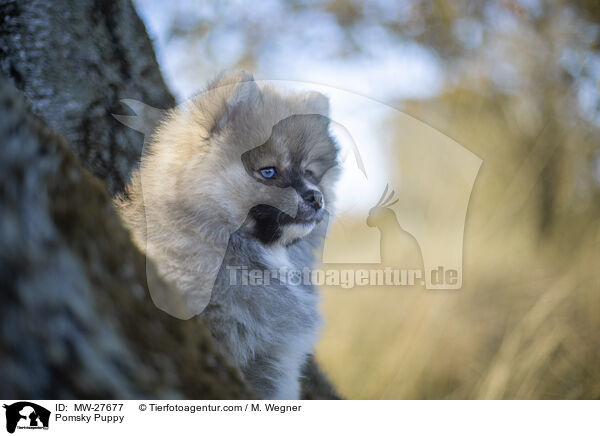 Pomsky Welpe / Pomsky Puppy / MW-27677