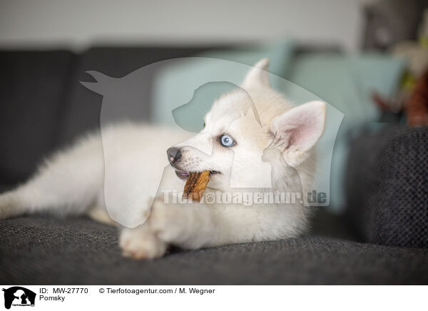 Pomsky / Pomsky / MW-27770