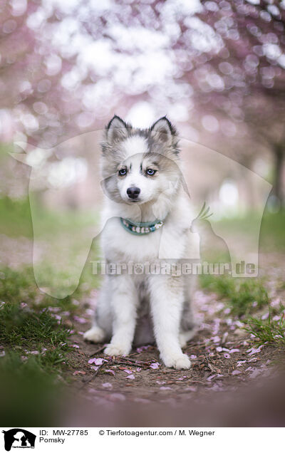 Pomsky / Pomsky / MW-27785