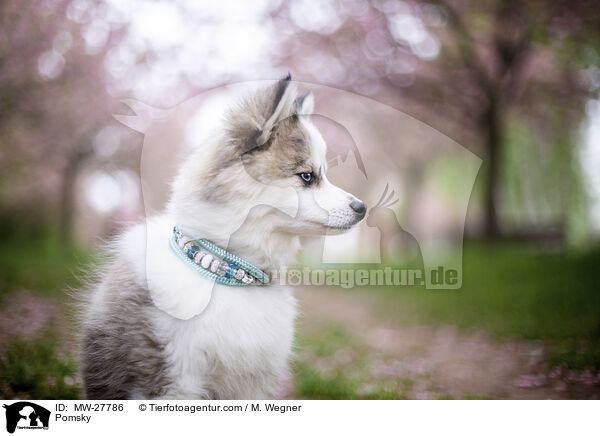 Pomsky / Pomsky / MW-27786