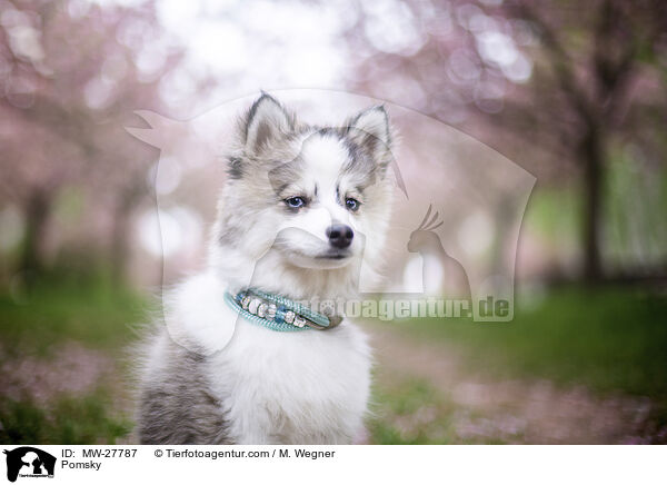 Pomsky / Pomsky / MW-27787