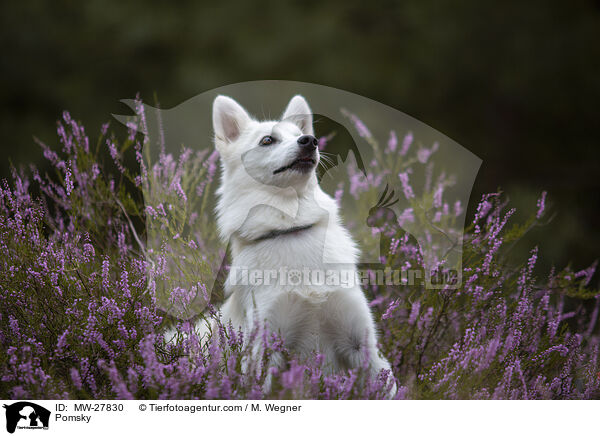 Pomsky / Pomsky / MW-27830