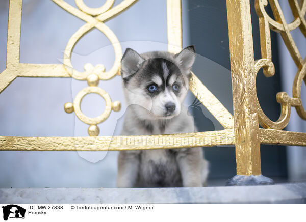 Pomsky / Pomsky / MW-27838