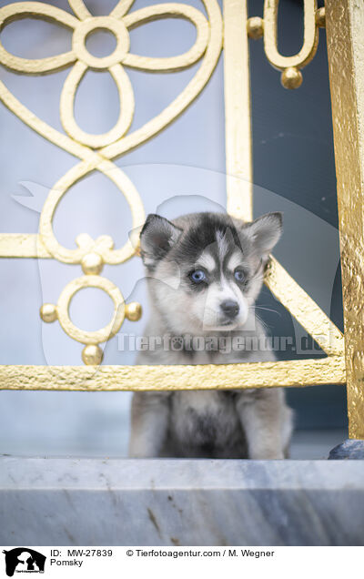 Pomsky / Pomsky / MW-27839