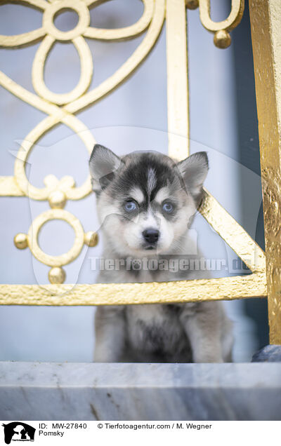 Pomsky / Pomsky / MW-27840