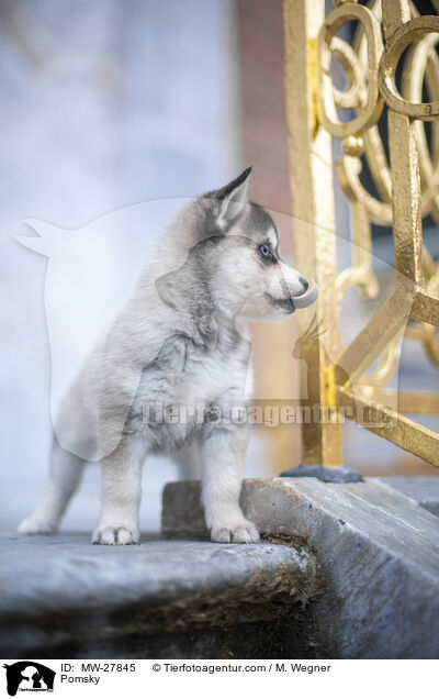 Pomsky / Pomsky / MW-27845