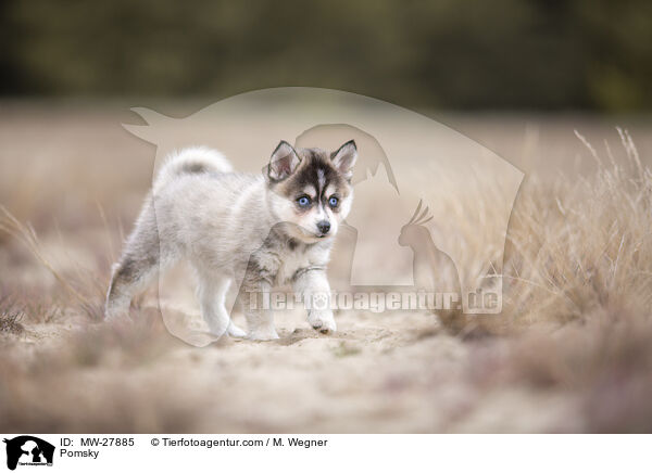 Pomsky / Pomsky / MW-27885