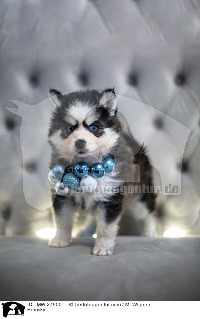 Pomsky / Pomsky / MW-27900