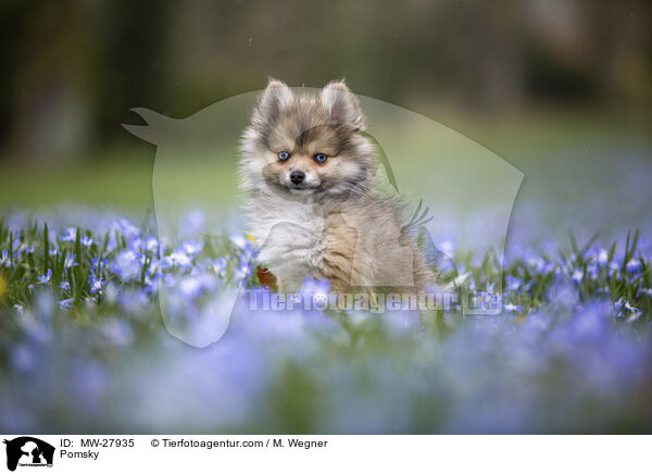 Pomsky / Pomsky / MW-27935