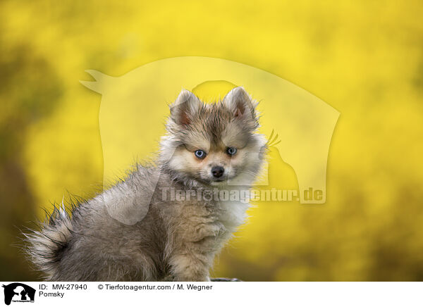 Pomsky / Pomsky / MW-27940