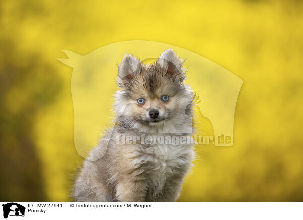 Pomsky / Pomsky / MW-27941