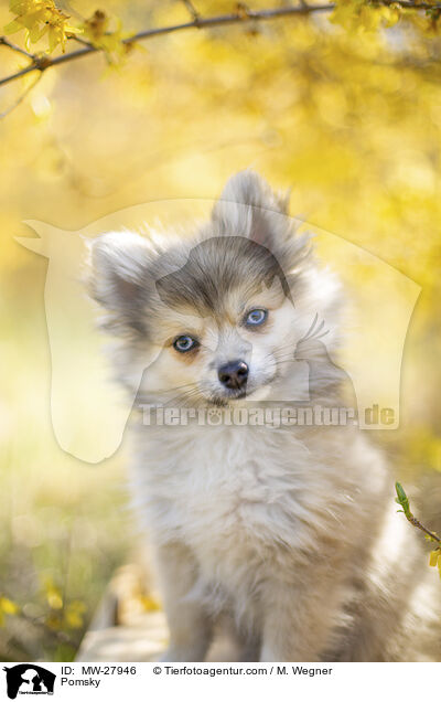 Pomsky / Pomsky / MW-27946