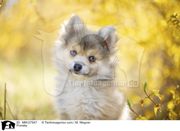 Pomsky / Pomsky / MW-27947