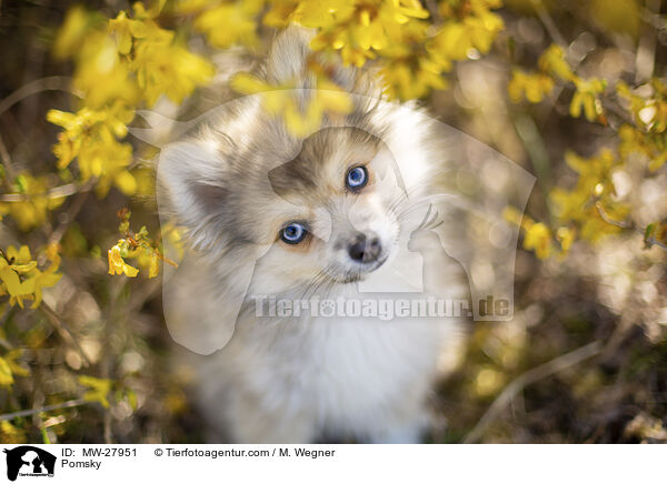 Pomsky / Pomsky / MW-27951