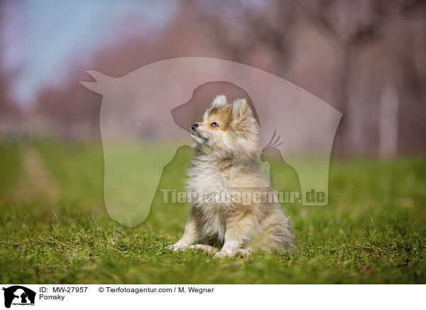 Pomsky / Pomsky / MW-27957