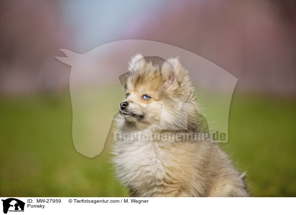 Pomsky / Pomsky / MW-27959