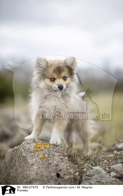 Pomsky / Pomsky / MW-27979