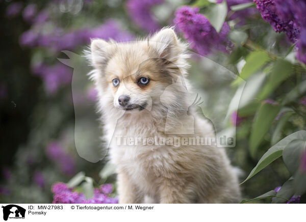 Pomsky / Pomsky / MW-27983