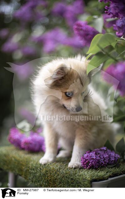 Pomsky / Pomsky / MW-27987