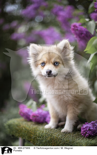 Pomsky / Pomsky / MW-27989