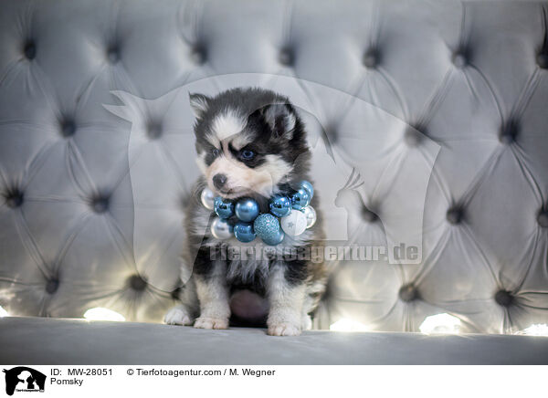 Pomsky / MW-28051