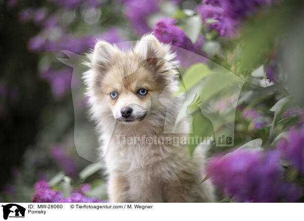 Pomsky / Pomsky / MW-28060