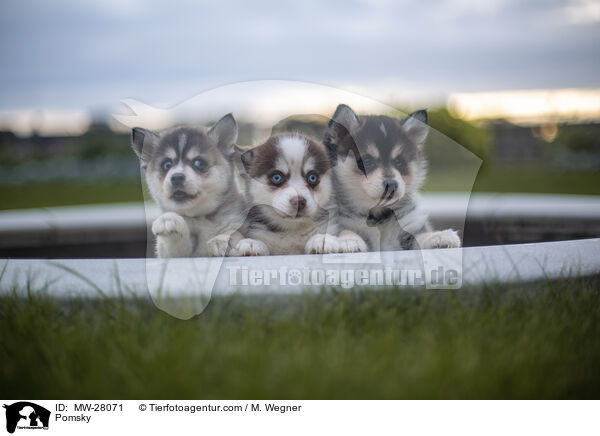 Pomsky / Pomsky / MW-28071