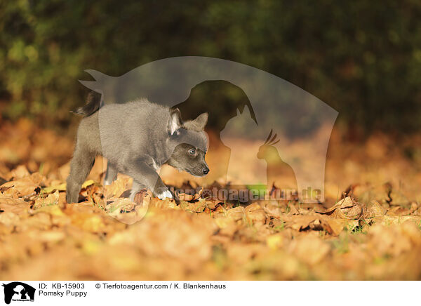 Pomsky Welpe / Pomsky Puppy / KB-15903