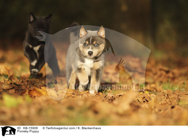 Pomsky Welpe / Pomsky Puppy / KB-15906