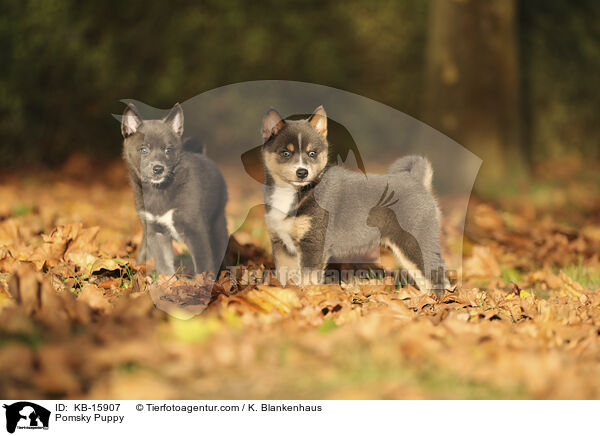 Pomsky Welpe / Pomsky Puppy / KB-15907